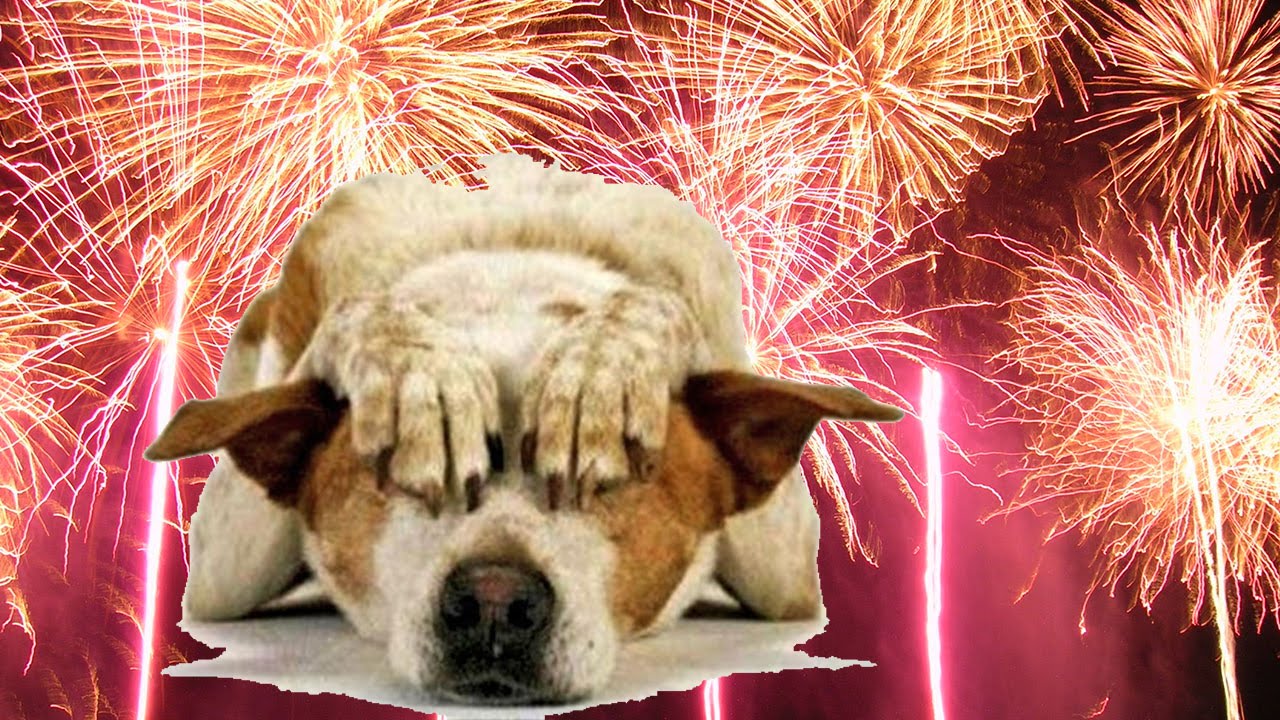 Fuohi d'artificio denunciano animali: 